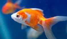 two goldfish in an aquarium looking at each other