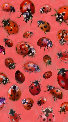 a group of ladybugs sitting on top of each other in front of a pink background