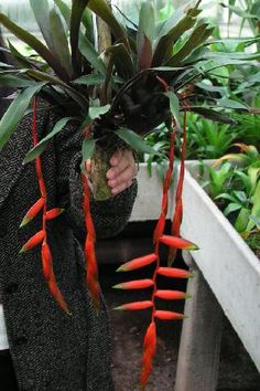 a woman holding a potted plant with red flowers hanging from it's side