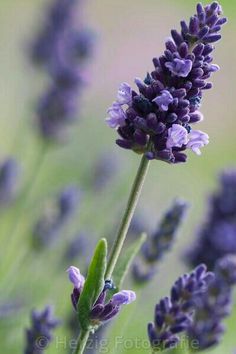 purple flowers are blooming in the field