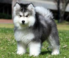 a fluffy dog standing on top of a lush green field