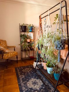 a living room filled with lots of plants and hanging planters on the wall next to a rug