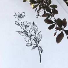 a drawing of flowers and leaves on a sheet of paper