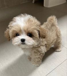 a small brown and white dog standing on top of a floor