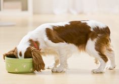 a brown and white dog eating out of a green bowl