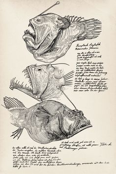 two fish are shown with their mouths open