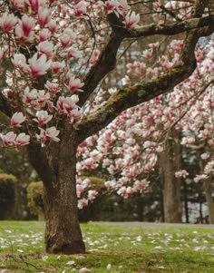 a tree with lots of pink flowers in the middle of a grassy area next to some trees