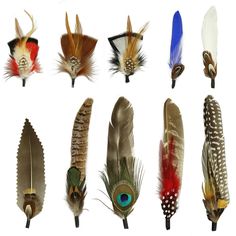 several different types of feathers are shown on a white background, including one with blue eyes