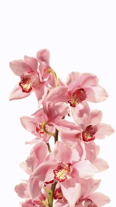 pink orchids are in a vase on a white background with space for the text