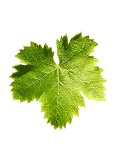 a green leaf on a white background with watermarked text below the image is an upside down photo