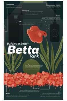 an info poster showing how to build a better betta tank with plants and fish