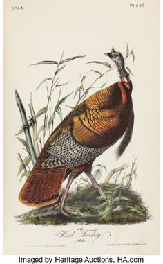 an antique illustration of a turkey standing in the grass