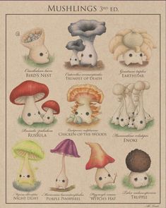 a poster with different types of mushrooms on it's sides and the names of them