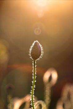 a flower that is sitting in the dirt