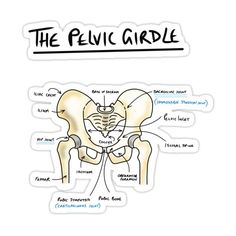 the peljc girdle sticker is shown with its bones labelled