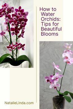 an image of purple orchids in a vase with text overlay reading how to water orchids tips for beautiful blooms