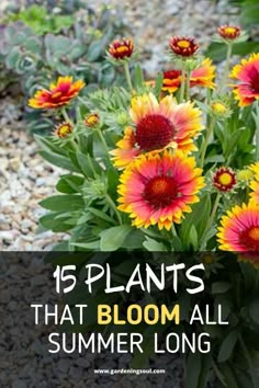 yellow and red flowers with text overlay that reads 15 plants that bloom all summer long