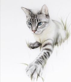 a drawing of a cat with blue eyes laying on the ground next to some grass