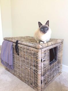 a cat sitting on top of a wicker basket