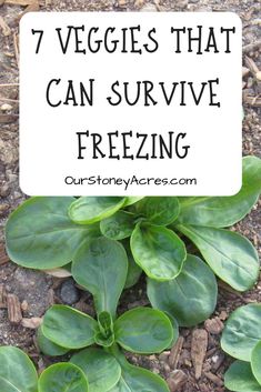 some green plants with the words 7 veggies that can survive freezing