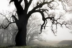 an old tree with no leaves in the fog