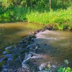 a stream running through a lush green forest