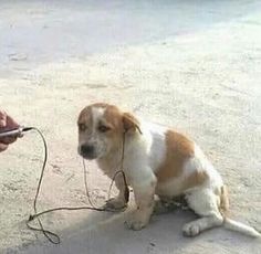 a small brown and white dog sitting on top of a sandy beach next to a person