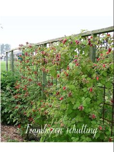 an image of red flowers growing on the side of a fenced in garden area