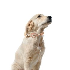 a white dog sitting down with its head up