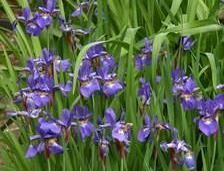 some purple flowers are growing in the grass