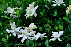 white flowers with green leaves in the background