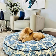 a brown dog laying on top of a blue and white round bed in a living room