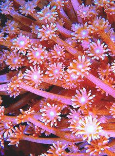 an orange coral with white flowers on it