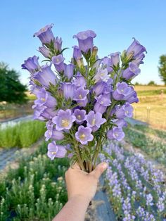 a person holding up a bunch of purple flowers in front of some lavender plants and blue sky