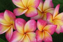 pink and yellow flowers with green leaves in the background