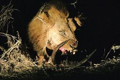 a large animal with its mouth open in the dark by some bushes and branches on the ground