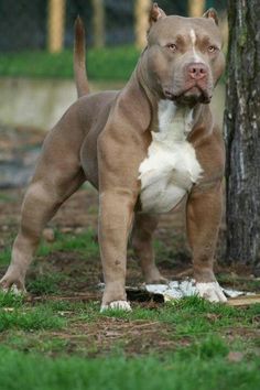 a brown and white dog standing next to a tree