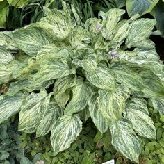 Hosta 'Emperor's New Clothes' PP34312 | Walters Gardens, Inc. Woods Design, Emperors New Clothes, Overwintering, Border Plants, Soil Ph, Shade Cloth, Cold Frame, Liquid Fertilizer, How To Attract Hummingbirds