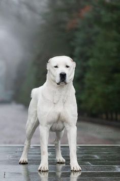 a large white dog standing on top of a wet ground