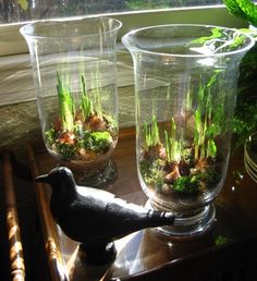 two glass vases with plants in them on a table