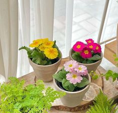 Flower Plants For Home, Bonsai Tree Tattoos, Gardens Of Babylon, Plants For Home, Small Pots, Terrace Decor, Potted Flowers, Small Balcony Design, Flower Plants