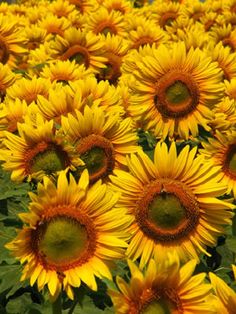 a large field of sunflowers in bloom