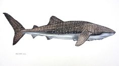 a drawing of a fish with spots on it's body