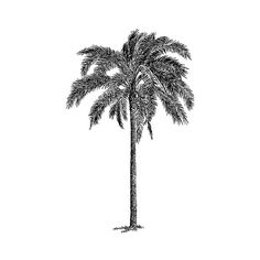 a black and white drawing of a palm tree