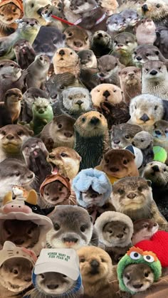 a large group of otters with hats on