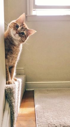 a cat standing on top of a step in front of a window with sunlight coming through the window