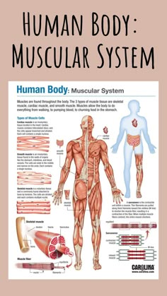 the human body muscular system is shown in this diagram, with diagrams on how to use it