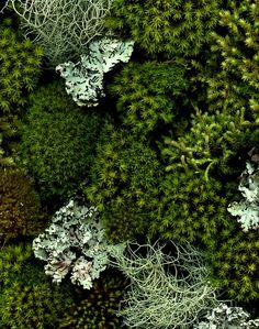 an aerial view of green plants and trees