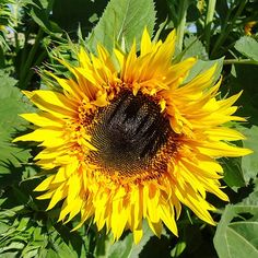 a large sunflower in the middle of a field