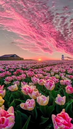 pink and yellow tulips are blooming in a field at sunset with the sun setting